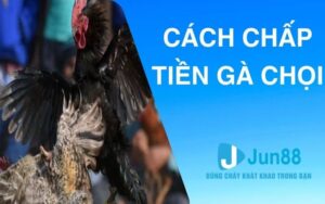 Cách chấp tiền gà chọi