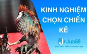 Kinh nghiệm chọn chiến kê